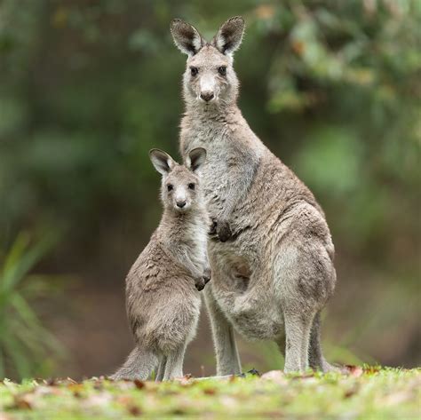 canguro wikipedia|what are female kangaroos called.